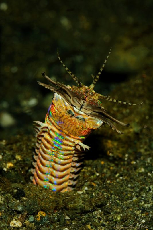 5. Bobbit worm