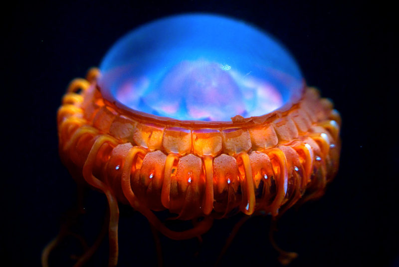 8. Atolla Jellyfish
