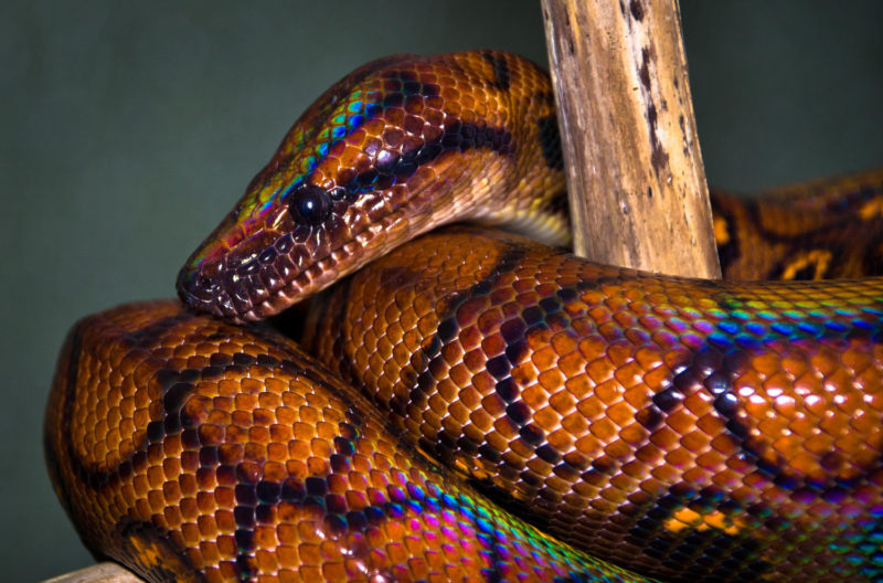 10. Brazilian Rainbow Boa