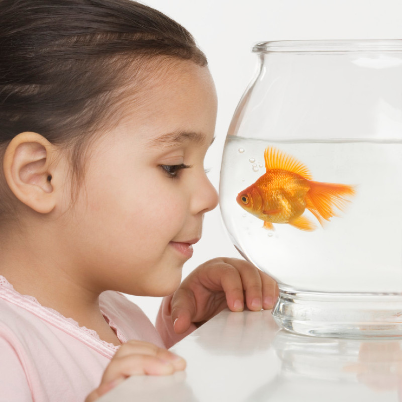 8 reasons why a fish is a good pet - paradoxoff