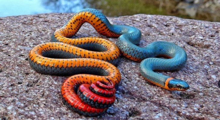 Benefits Of Snakes And Ladders