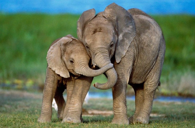 Cute Animals With Their Babies Paradoxoff Cute Animals With Their Babies Paradoxoff