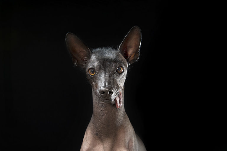 8 amazing hairless dogs paradoxoff
