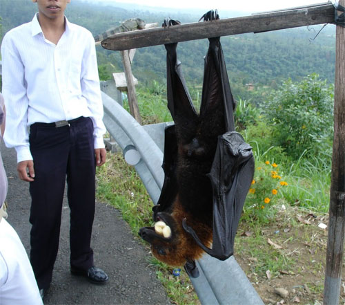 Pemba flying fox bat