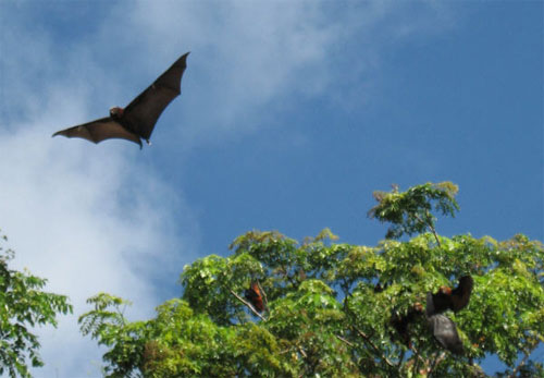 Pemba flying fox