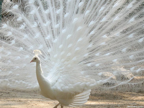 Another albino peacock
