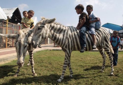 Gaza Zoo Zebras