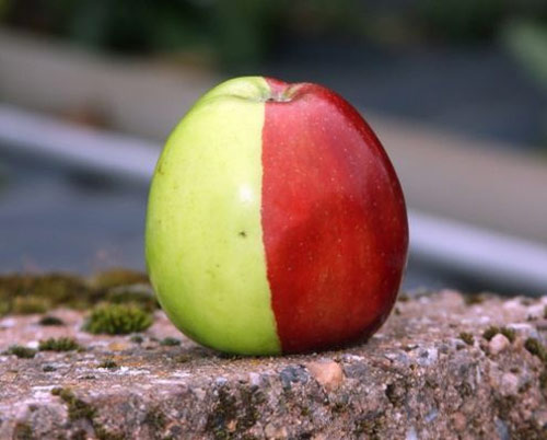 half green half red apple