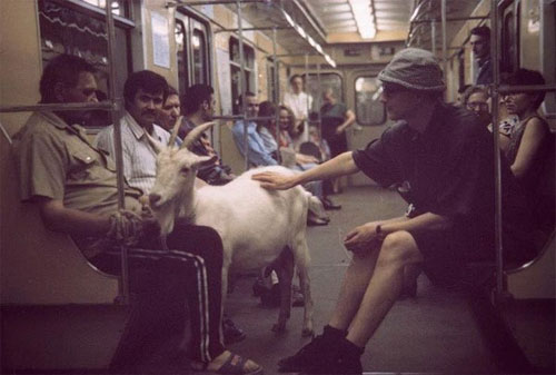 Real goat in Moscow Metro car