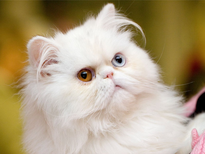 albino cat with bicolored eyes