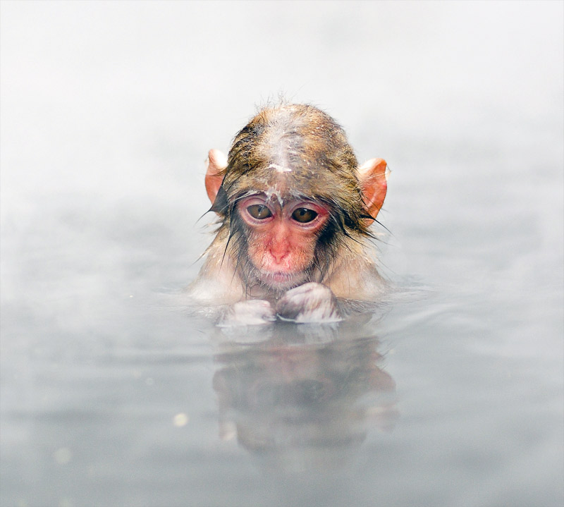 2. Baby macaque in the hot spring. Photo by Mash Hatae