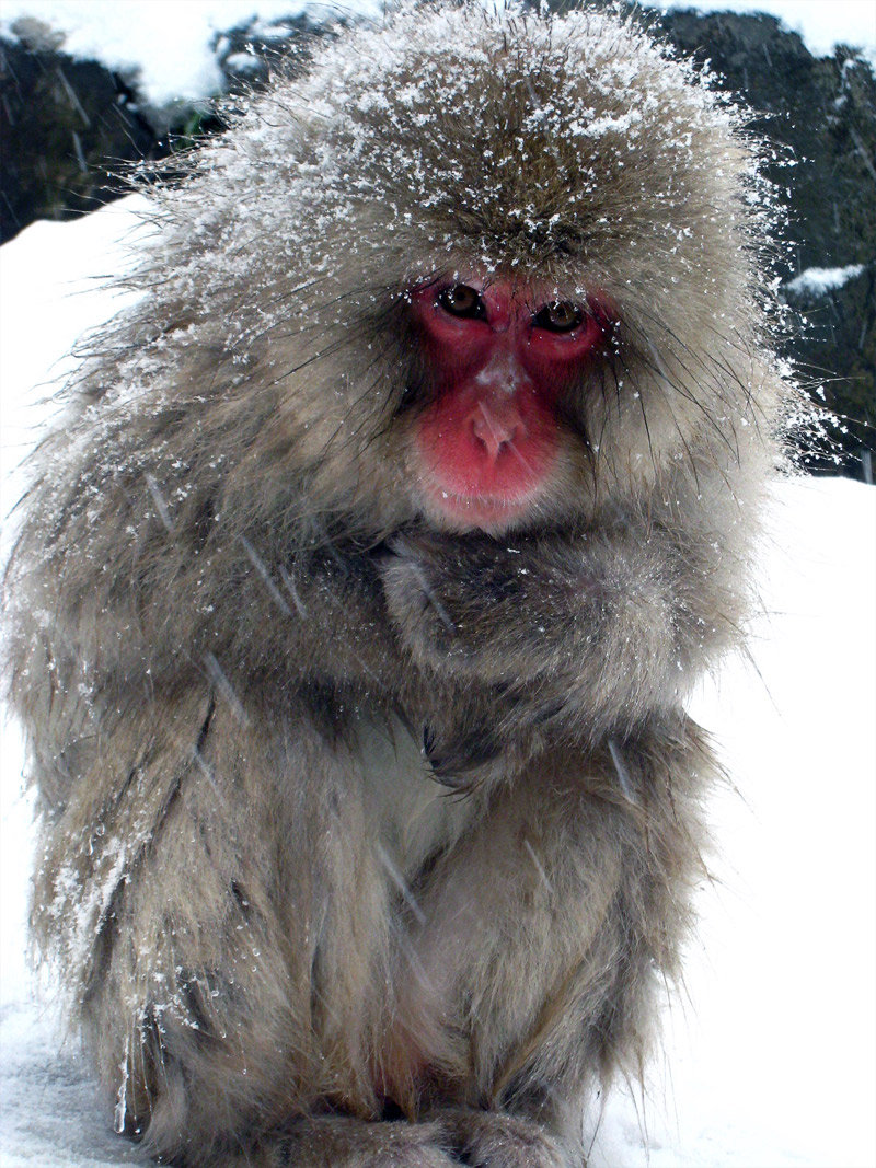 6. Baby Japanese snow monkey freezing in the cold weather. Photo by Wajimacallit