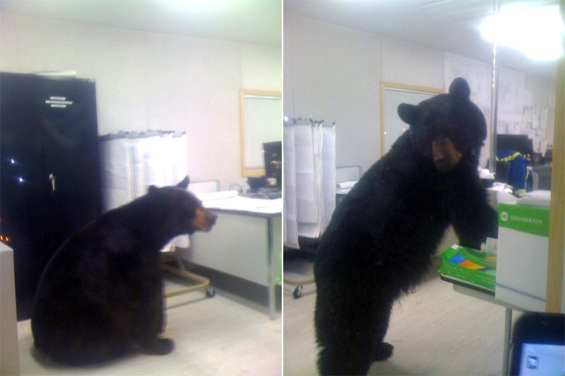 Black bear has looked himself in the office