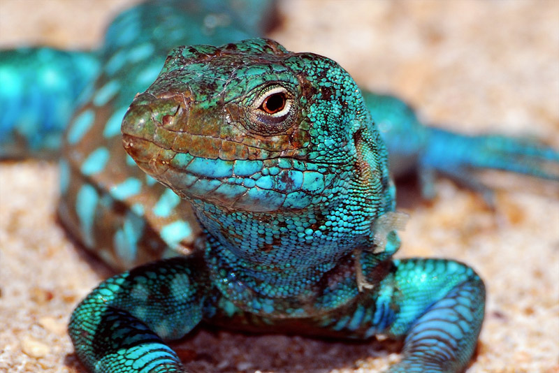 4. Blue gecko