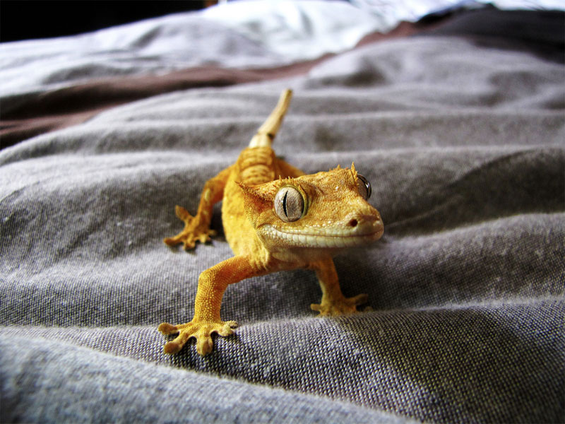 1. Cute crested gecko. Photo by Zaahir Moolla
