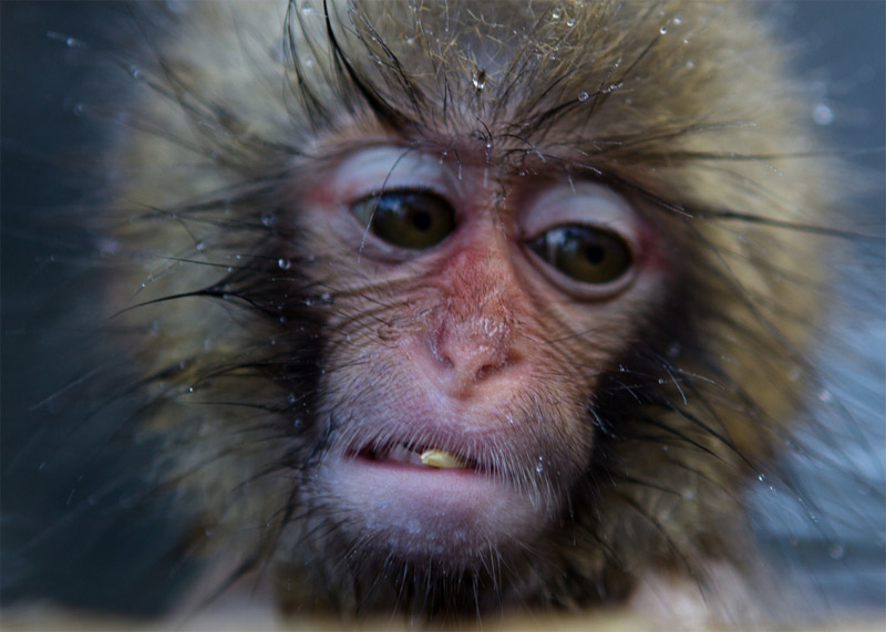 10. One distressed monkey. Photo by Lars, www.atowaku.com