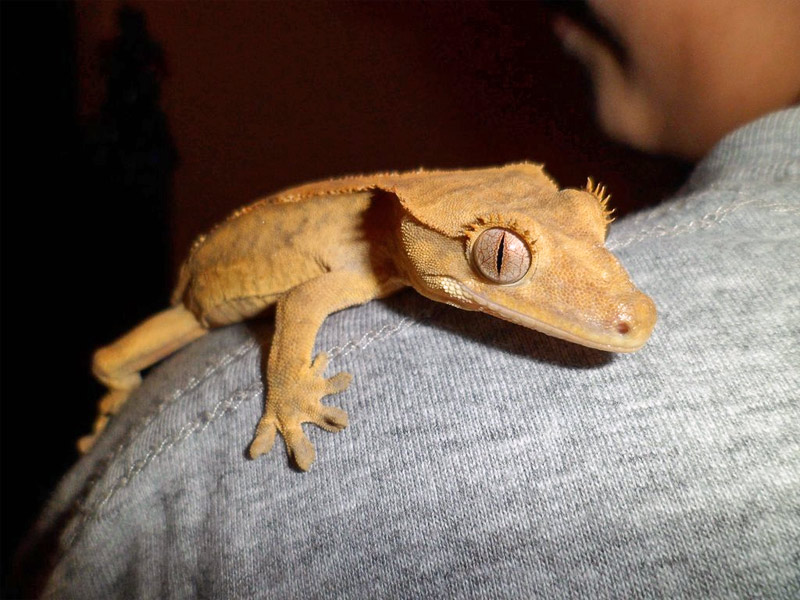 16. Cute gecko hanging on his owner's shoulder
