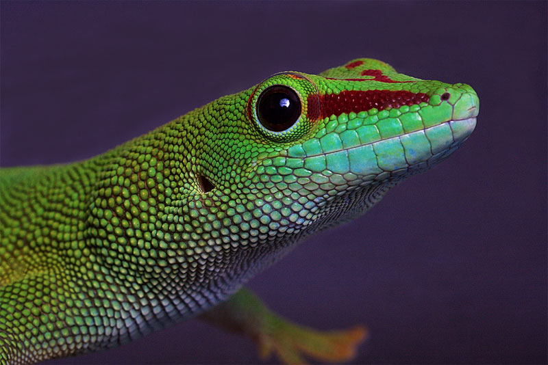 10. Giant Day gecko from Madagascar. Photo by Sorensiim