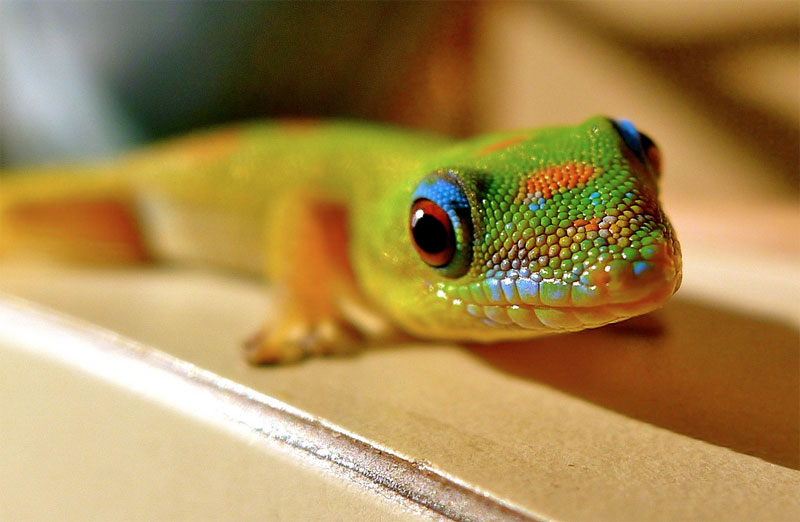 9. Gold Dust Day Gecko from Hawaii. Photo by www.lovebigisland.com