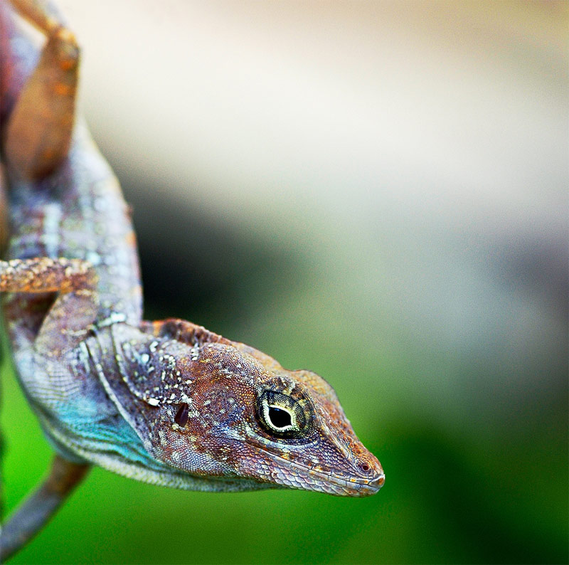 11. Another funny factoid about the geckos: The most popular name among the pet geckos is Gordon. Guess why?