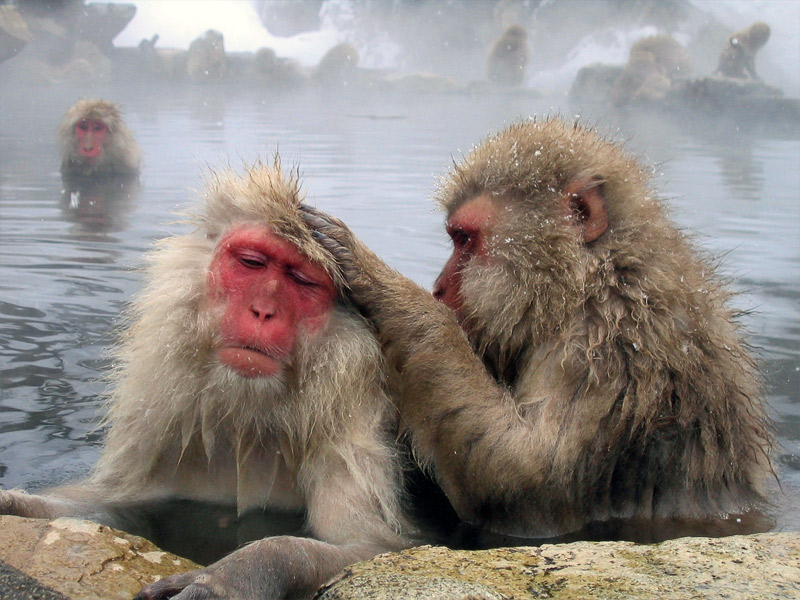7. Grooming macaques. Photo by Matt Webster](grooming-macaques.jpg