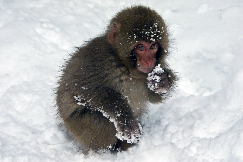 1. Japanese macaque in the snow. Photo by Lydia T.