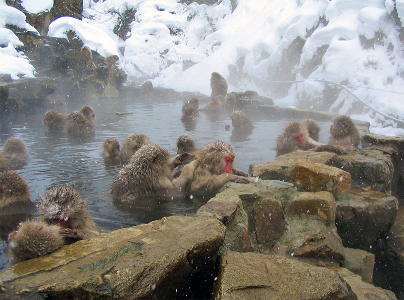 4. Japanese macaques are grooming each other in the hot springs pool. Photo by Terry Reilly