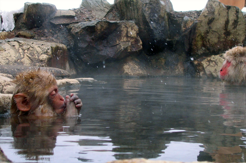 9. Japanese snow monkey is warming its hands. Photo by Matt Webster