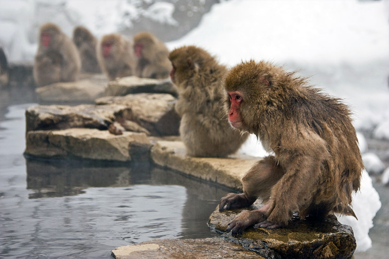 3. Japanese snow monkeys are sitting by the pool. Photo by Lydia T.