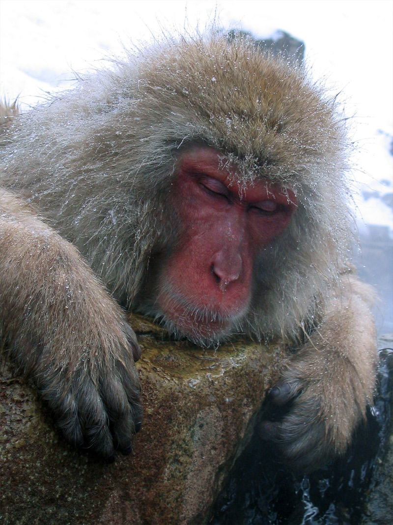 8. Japanese snow monkey is sleeping by the hot spring. Photo by Matt Webster