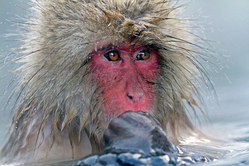 15. Japanese snow monkey. Photo by Porter Yates