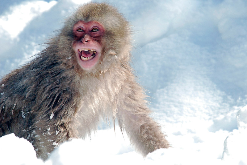14. Joyful macaque in the snow. Photo by Jean-François Chénier