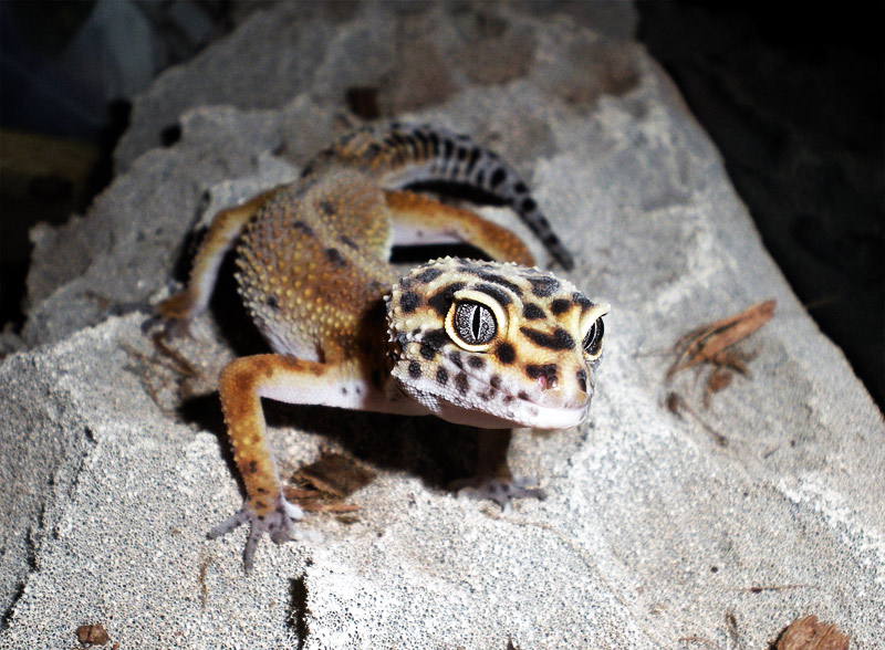 19. Pet Leopard gecko named Spoon
