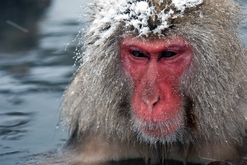 5. One old macaque with its head covered in snow. Photo by Lydia T.