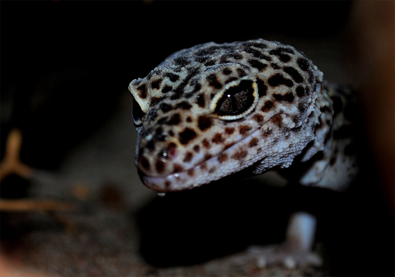 20. Sinister Leopard gecko