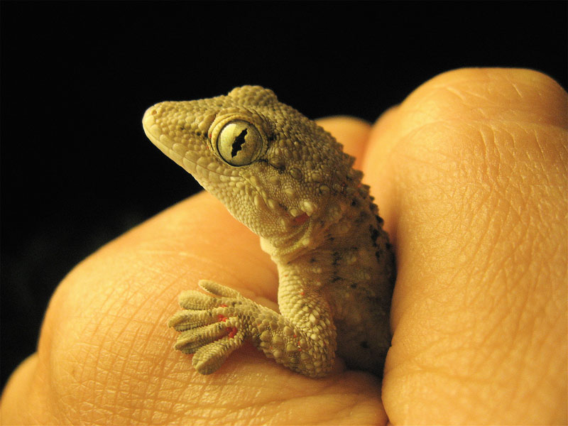 6. Small wild gecko. Photo by Steve Jurvetson