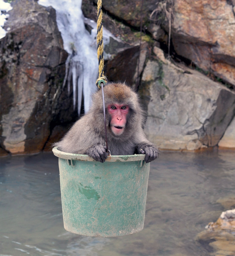 13. Snow macaque in the bucket. Photo by Anjuli Ayer, Eyes Wide Photo