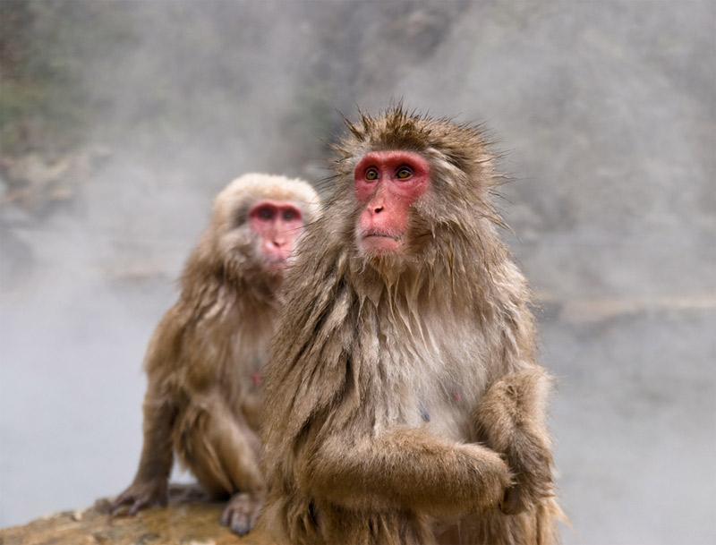 11. Snow monkeys from the Jigokudani Monkey Park. Photo by Christopher Liang