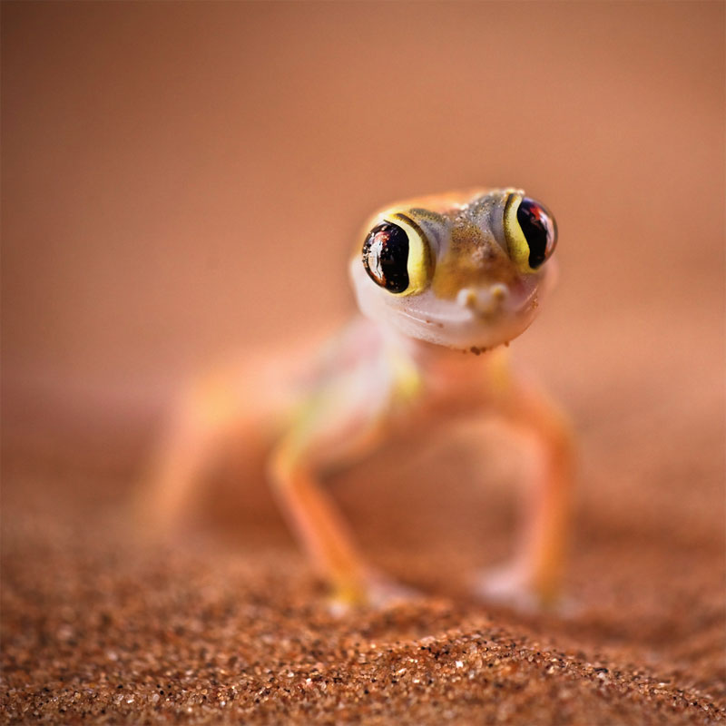 7. Cute Palmatogecko named Lizzy. Photo by Aftab Uzzaman