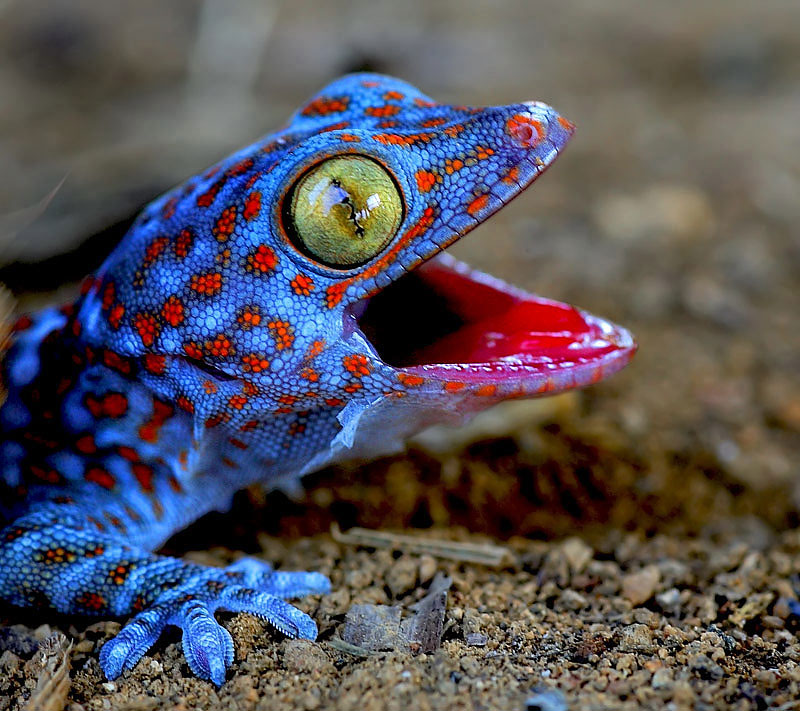 18. Psychedelic looking blue gecko
