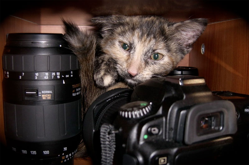 7. Cat is packing its photo equipment