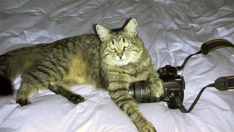 8. Cat is posing with its camera