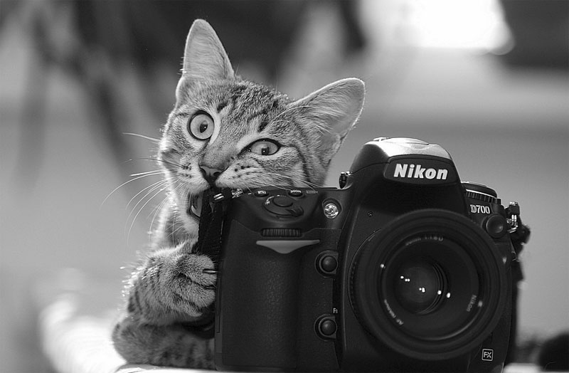 1. Cat with camera