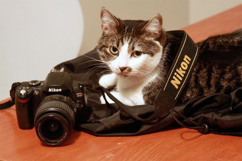 2. More and more cats around the globe prefer Nikon