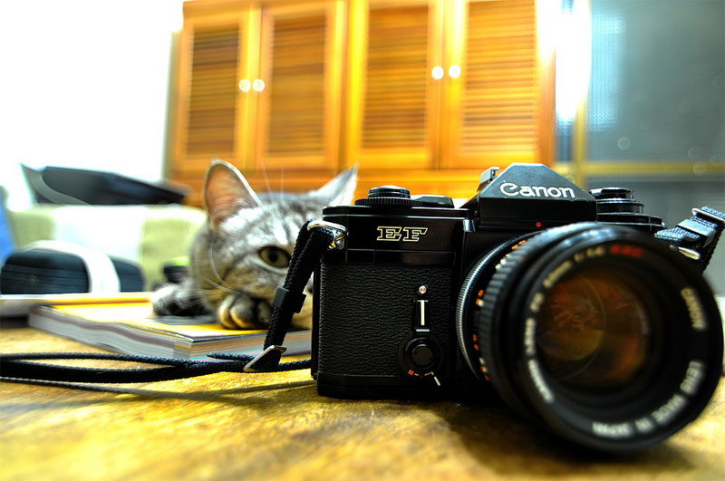9. Cat is still using its old Canon film camera