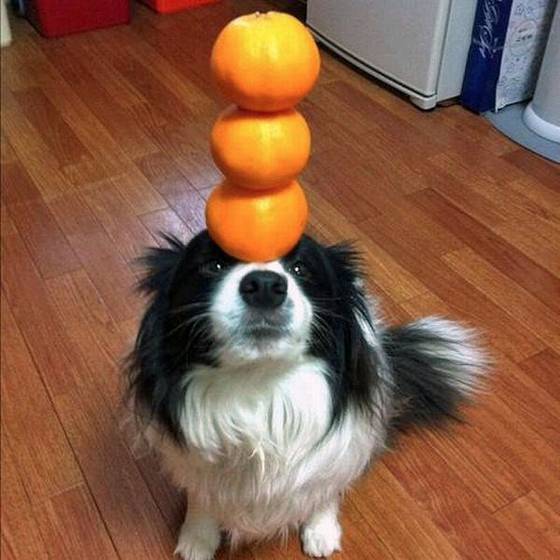 1. The dog balancing oranges on its muzzle