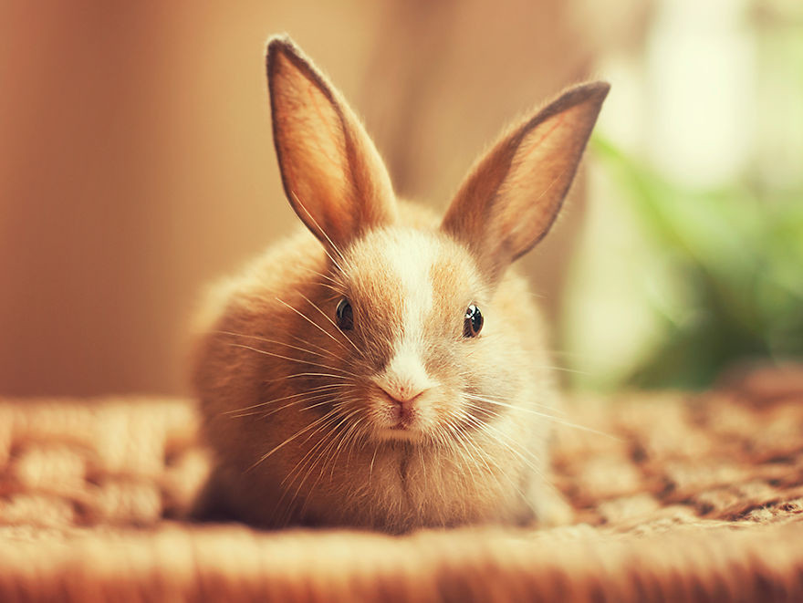 Portrait of an adorable rabbits