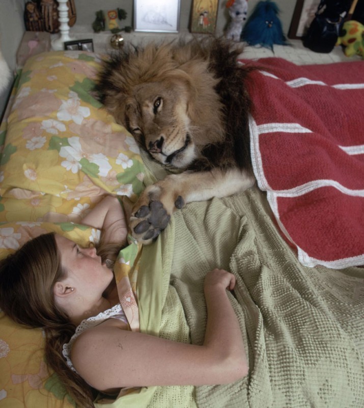 Neil the lion sleeping with Melanie Griffith in their home in Sherman Oaks, California, 1971