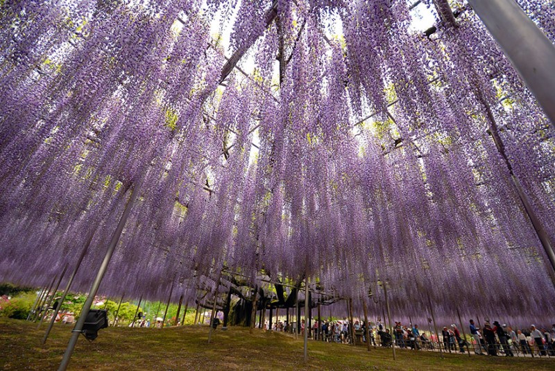 Old-Japanese-wisteria-10