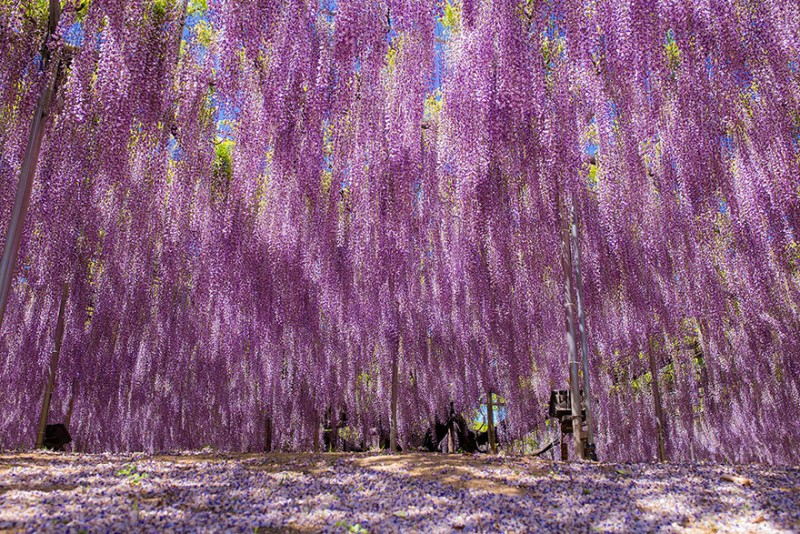 Old-Japanese-wisteria-11
